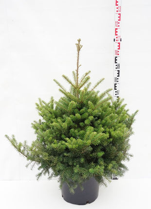 Abies koreana 'Molli'