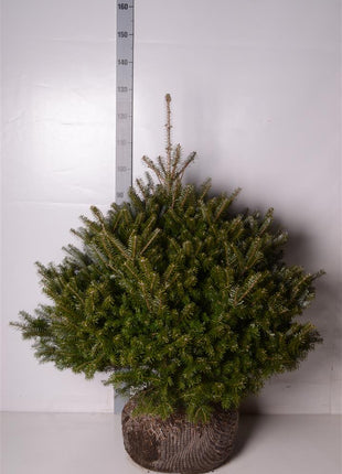 Abies koreana 'Molli'