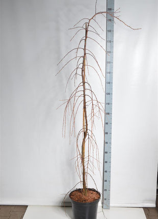 Larix kaempf. 'Stiff Weeper'