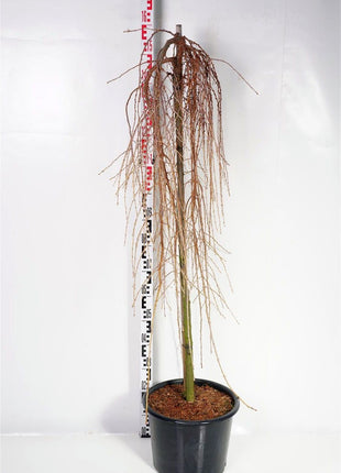 Larix kaempf. 'Stiff Weeper'
