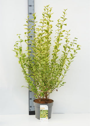 Ligustrum oval. 'Aureum'