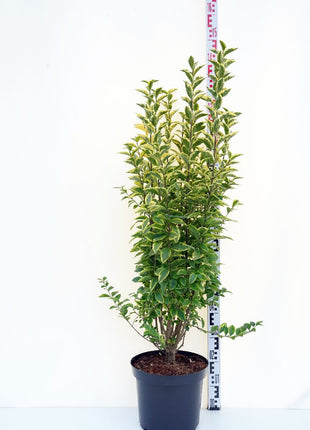Ligustrum oval. 'Aureum'