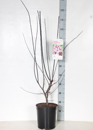 Prunus cer. 'Nigra'