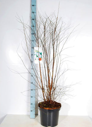 Spiraea vanhouttei