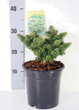 Abies balsamea 'Nana'