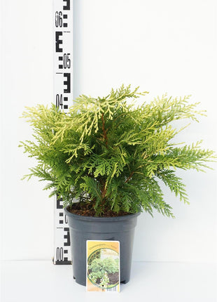 Chamaecyparis l. 'Sunkist'