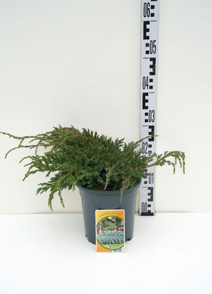 Juniperus squa. 'Blue Carpet'