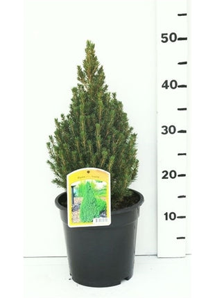 Picea gl. 'Laurin'