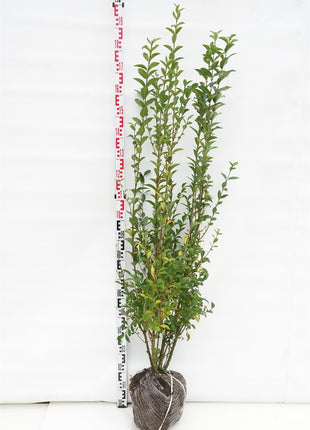 Ligustrum ovalifolium