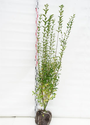 Ligustrum ovalifolium