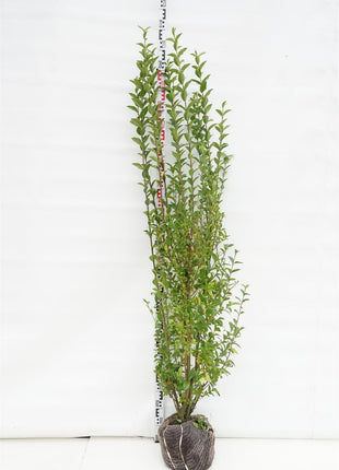 Ligustrum ovalifolium