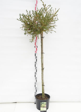 Larix dec. 'Kornik'