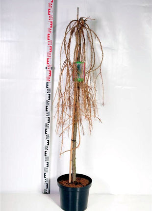 Larix dec. 'Puli'