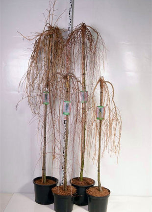 Larix in cultivars