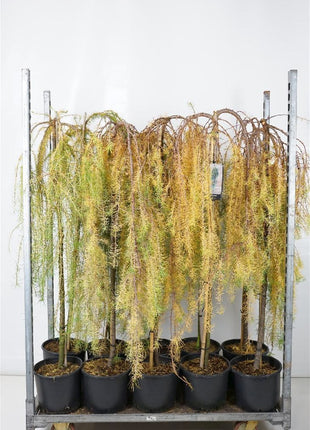 Larix in cultivars