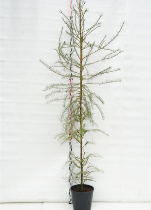 Larix kaempferi