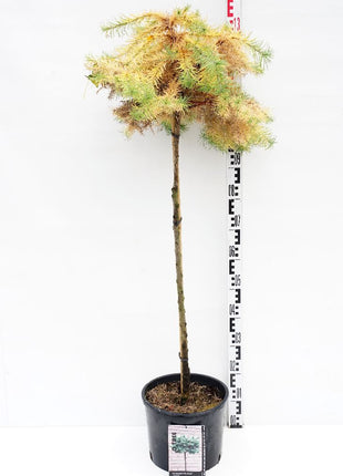 Larix kaempf. 'Blue Ball'