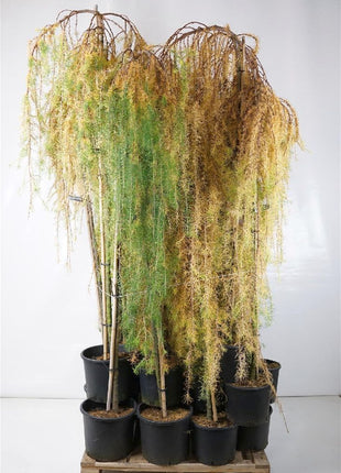 Larix kaempf. 'Stiff Weeper'
