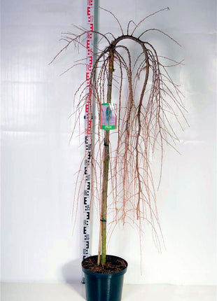 Larix kaempf. 'Stiff Weeper'