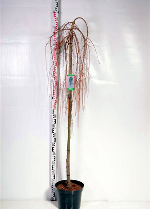 Larix kaempf. 'Stiff Weeper'