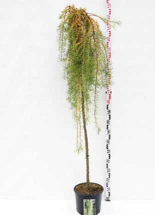 Larix kaempf. 'Stiff Weeper'