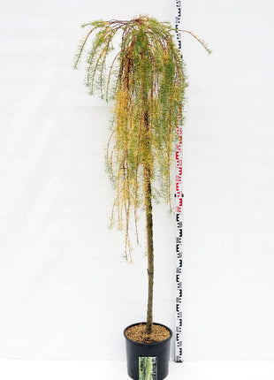 Larix kaempf. 'Stiff Weeper'