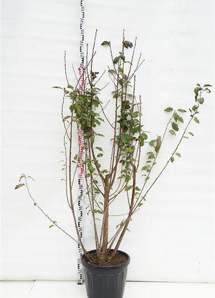 Prunus avium 'Landscape Bloom'