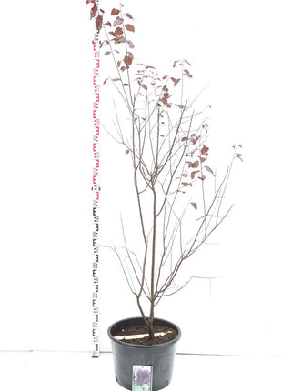 Prunus cer. 'Nigra'