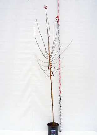 Prunus cer. 'Nigra'