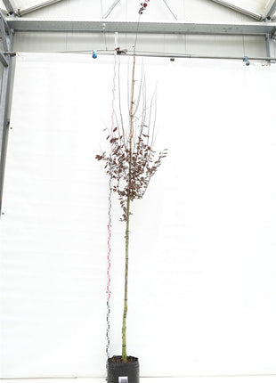 Prunus cer. 'Nigra'