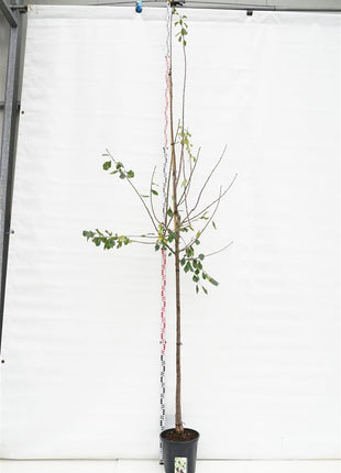 Prunus d. 'Opal'