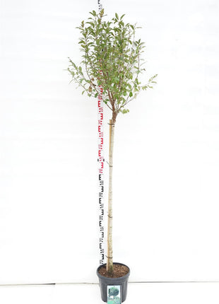 Prunus eminens 'Umbraculifera'