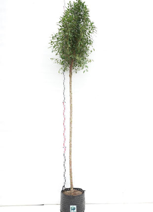 Prunus eminens 'Umbraculifera'