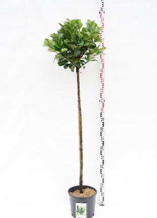 Prunus laur. 'Etna'