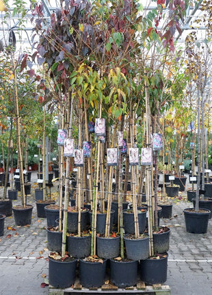 Prunus in cultivars