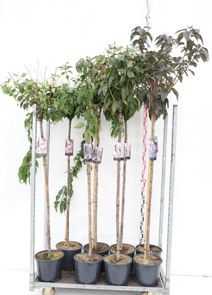 Prunus in cultivars