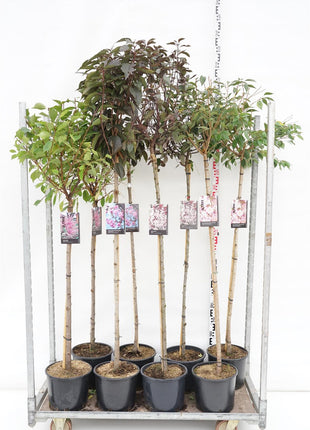 Prunus in cultivars