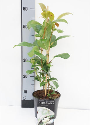 Hydrangea seemannii