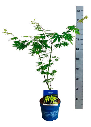 Acer 'Arctic Jade'® (Jack Frost)
