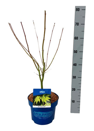 Acer 'Arctic Jade'® (Jack Frost)
