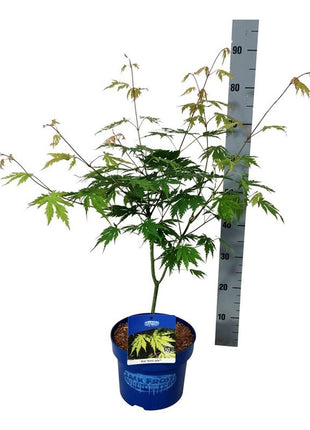 Acer 'Arctic Jade'® (Jack Frost)