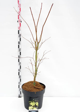 Acer 'Arctic Jade'® (Jack Frost)