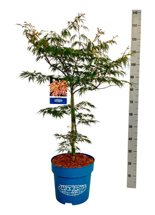 Acer 'Arctic Jade'® (Jack Frost)