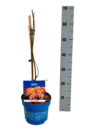 Acer 'Ice Dragon'® (Jack Frost)