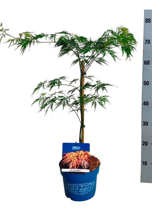 Acer 'Ice Dragon'® (Jack Frost)