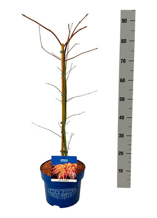Acer 'Ice Dragon'® (Jack Frost)