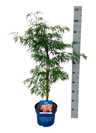 Acer 'Ice Dragon'® (Jack Frost)