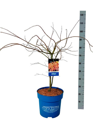 Acer 'Ice Dragon'® (Jack Frost)