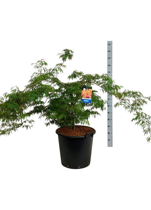 Acer 'Ice Dragon'® (Jack Frost)