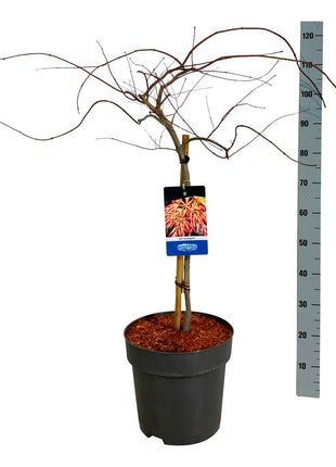 Acer 'Ice Dragon'® (Jack Frost)